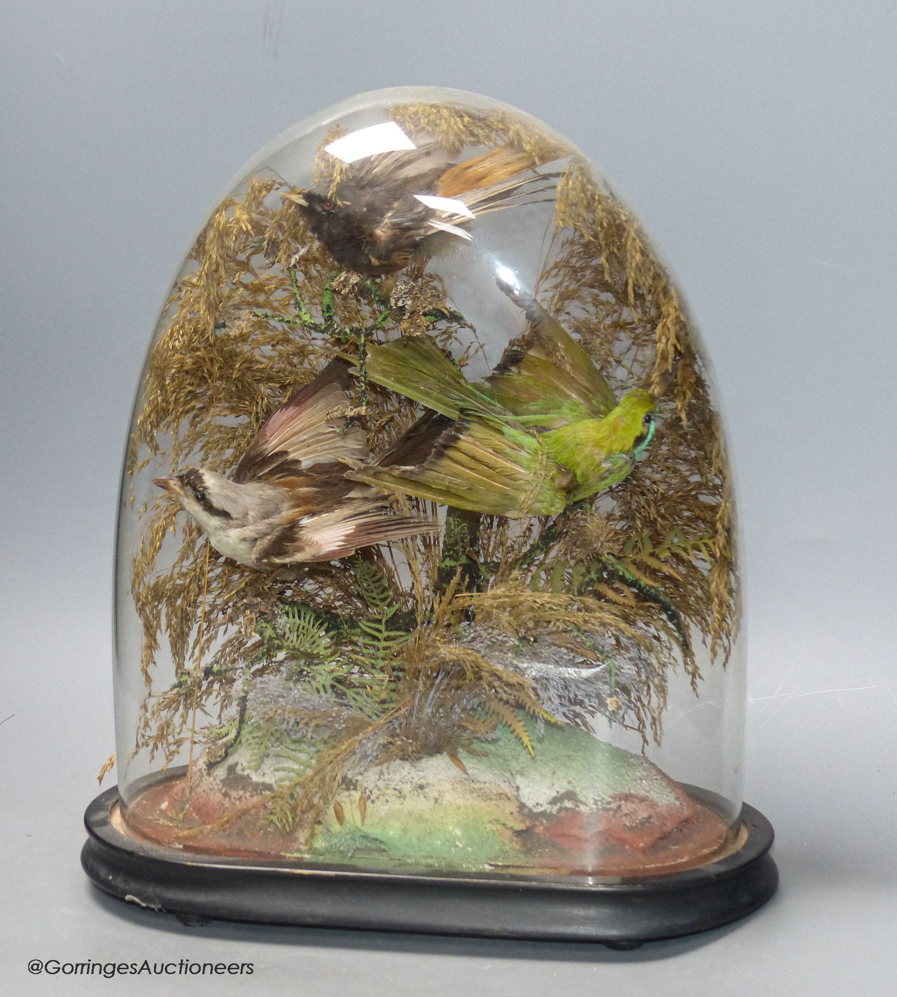 A 19th century group of three stuffed birds, under glass dome, small bone box to be assessed and lotted at end